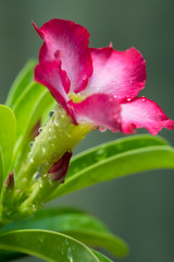 Fototapeta premium Close-up by macro lens of water drops after rain in morning on Adenium obesum is blooming, selective focus shot of water drop, vertical view.