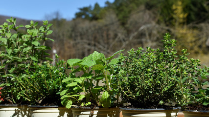 frische Kräuter in der Sonne