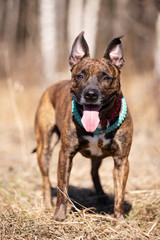 Adorable red dog walks at spring field