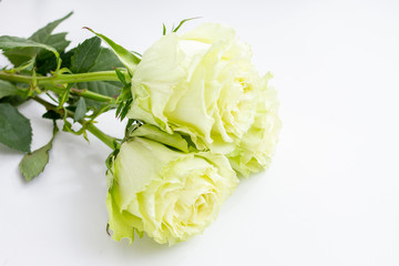 bouquet of three roses with green petals on a white background