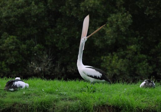 Pelican standing on grass in a nature reserve besides a river full of mangroves