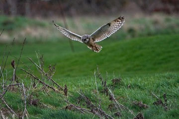 short-eared owl flying over a field