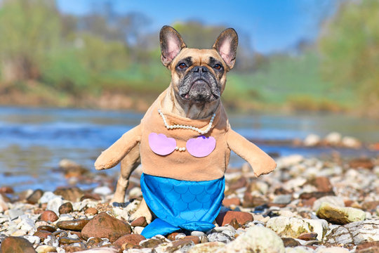 French Bulldog Dog Wearing A Funny Full Body Suit Mermaid Costume With Blue Fishtail, Seashell Bra And Fake Arms