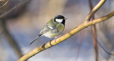 great tit on light tree branch