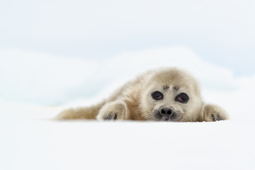 Baikal Seal Nerpa Pup