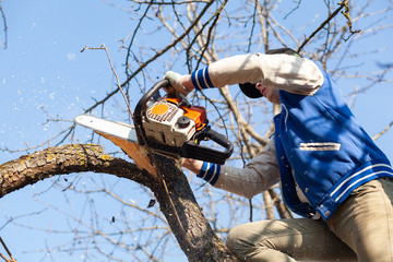 Man pruning fruit tree branches. Work in the home garden. Sawdust flies as a man cuts a tree