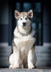 dog malamute sits on the steps