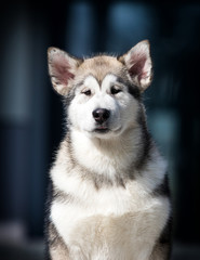 Malamute breed dog on a background of a house in the city