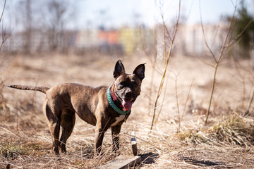 Adorable red dog walks at spring field