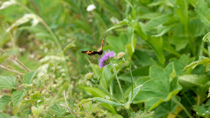 Wild meadow flower with butterfly