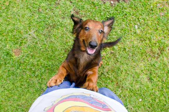 Long haired pup dachshund seeking for the attention of the owner