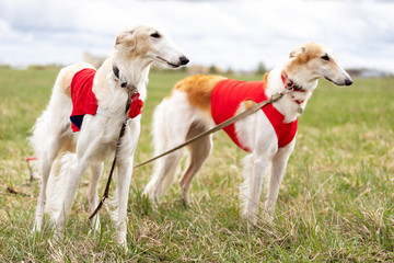 Adorable borzoi dog walks at spring field