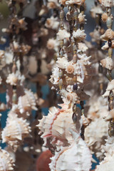 Caracoles y conchas  en acapulco 