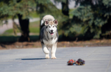 Malamute dog runs after a toy