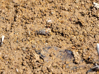 Mangrove crab in a mangrove stand Indian Ocean, Oman