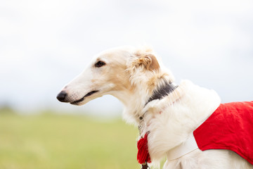 Adorable borzoi dog walks at spring field