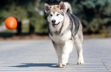 Malamute dog runs after a toy