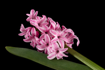 Pink flower of hyacinth, isolated on black background