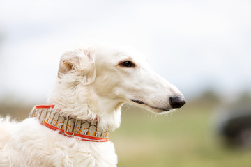 Fototapeta na wymiar Adorable borzoi dog walks at spring field