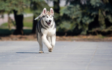 Malamute breed dog runs on the sidewalk