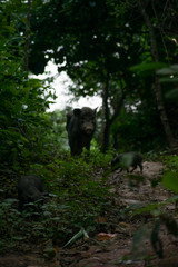 Family of pigs in the forest