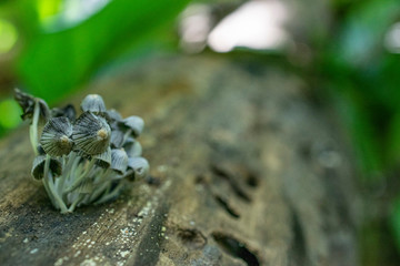 Fungus growing inside tree