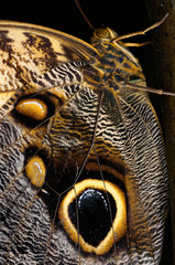 Close up of a Caligo Owl butterfly with eye spots on a tropical plant trunk