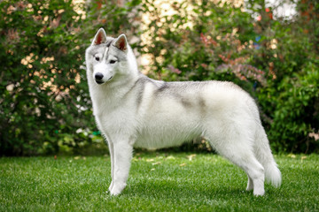 siberian husky dog on green grass