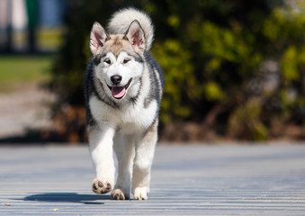 malamute breed dog runs on a walk on the sidewalk city