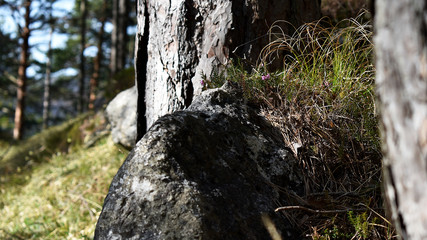 Fels im Wald mit Pecherbaum
