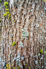 Moos auf Borke eines Baumes