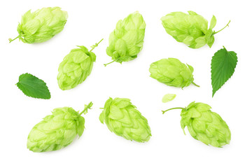 Hop cones isolated on white background. Beer brewing ingredients. Beer brewery concept. Beer background. Top view