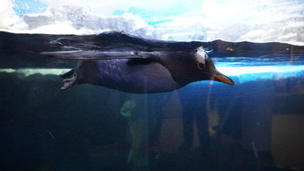 Pinguin schwimmend