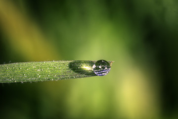 A Drop of Rain Balanced on the Edge of a Blade of Grass