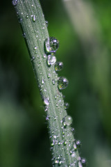 A Leaf of Green Grass covered in Water Drops