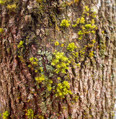 Moos auf Borke eines Baumes