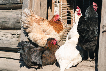 Colored hens on the doorstep to the barn