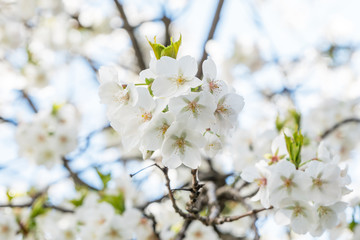 Frühlingserwachen – Kirschblüte vor blauem Himmel