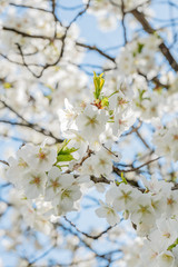 Frühlingserwachen – Kirschblüte vor blauem Himmel