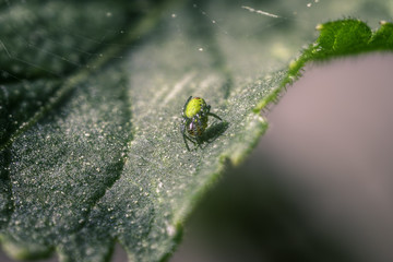 Little Green Spider on A Clover Leaf