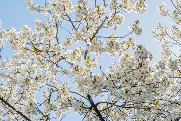Frühlingserwachen – Kirschblüte vor blauem Himmel