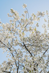 Frühlingserwachen – Kirschblüte vor blauem Himmel