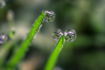 One single and one couple of dewdrops