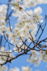 Frühlingserwachen – Kirschblüte vor blauem Himmel