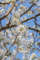 Frühlingserwachen – Kirschblüte vor blauem Himmel