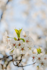 Frühlingserwachen – Kirschblüte vor blauem Himmel