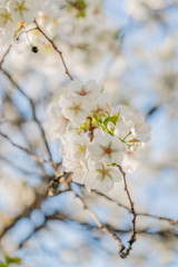 Frühlingserwachen – Kirschblüte vor blauem Himmel