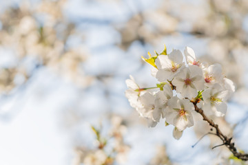 Frühlingserwachen – Kirschblüte vor blauem Himmel