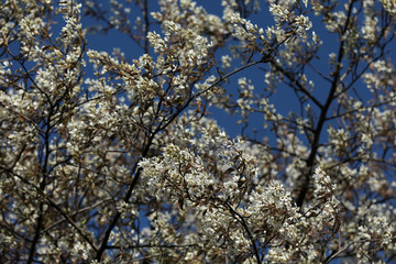 Amelanchier Felsenbirne