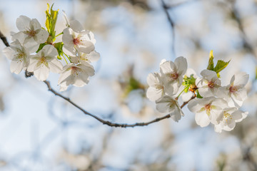 Frühlingserwachen – Kirschblüte vor blauem Himmel